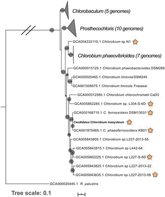 “Candidatus Chlorobium masyuteum,” a Novel Photoferrotrophic Green Sulfur Bacterium Enriched From a Ferruginous Meromictic Lake